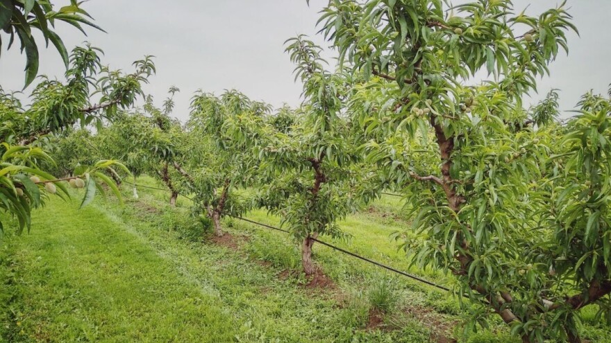 Oblačno, kišovito i početkom juna: Česte padavine pogoduju razvoju biljnih bolesti