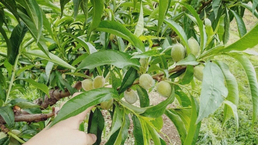 Zašto, kako i kada proređivati plodove voćaka?