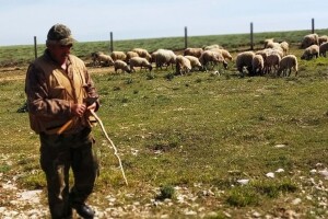 Dragan Proroković: Kad već ne ide prodaja janjaca, možemo udvostručiti broj grla ovaca