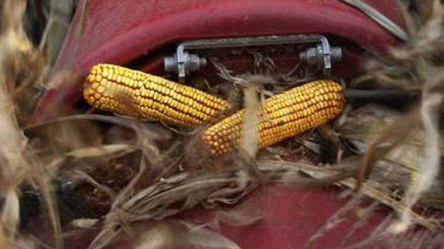 Koliki prinos kukuruza očekuju u Subotici?