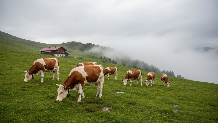 Prosječna farma u Koruškoj ima 30 grla