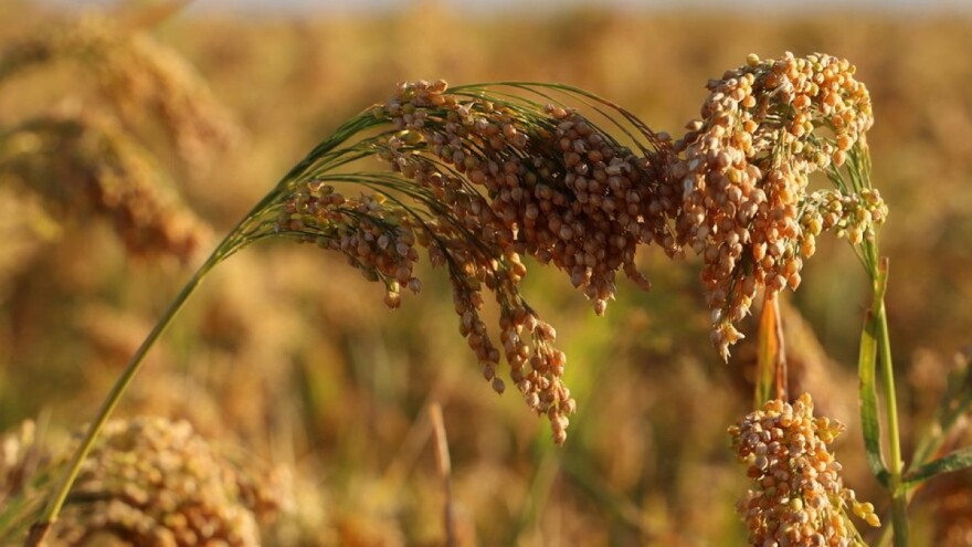Proso: Zapostavljena žitarica otporna na klimatske promjene
