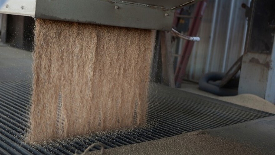 Proso - žitarica koja je stvorila modernog farmera