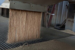 Proso - žitarica koja je stvorila modernog farmera