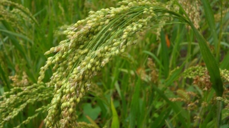 Proso - dodatni prihod uz smanjena ulaganja