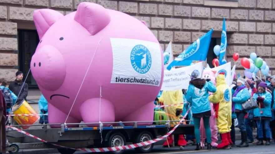 Prosvjeduju portugalski svinjogojci