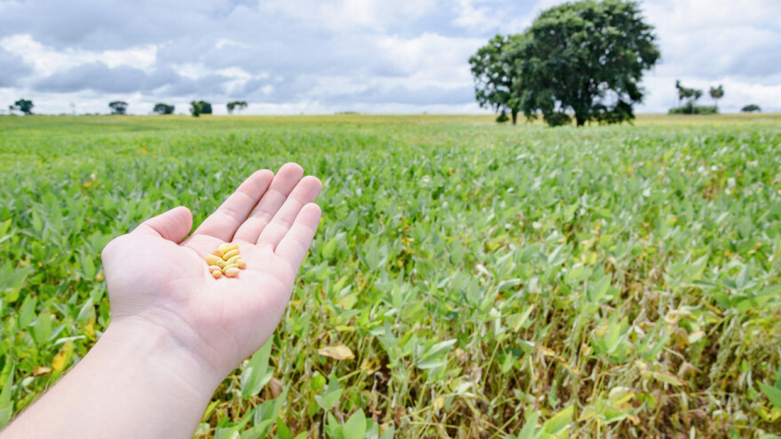 Potpora za proteinske usjeve i proizvodnju proteina visoke kvalitete bez GMO-a?