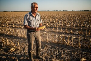 Protiv uvođenja izvoznih carina za pšenicu i kukuruz