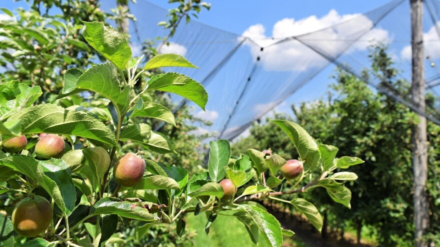 Porodica Milošević uložila 27.000 KM u protivgradnu mrežu
