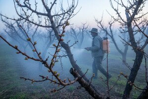 Provjerite nasade koštićavog voća