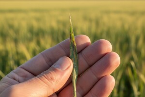 Provjerite usjeve ozimih žitarica