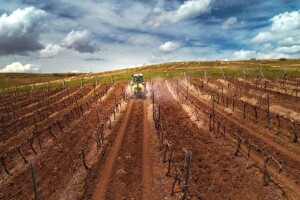 Redovitim praćenjem optimalnih uvjeta pojave štetnika i bolesti do ciljane zaštite vinograda