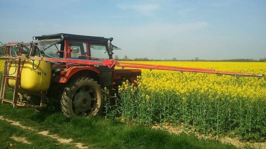 Zaštitite uljanu repicu od sjajnika i pipe