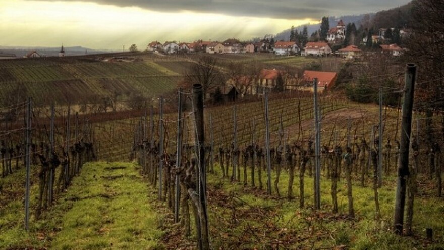 Vrijeme je za prskanje voćaka i vinove loze