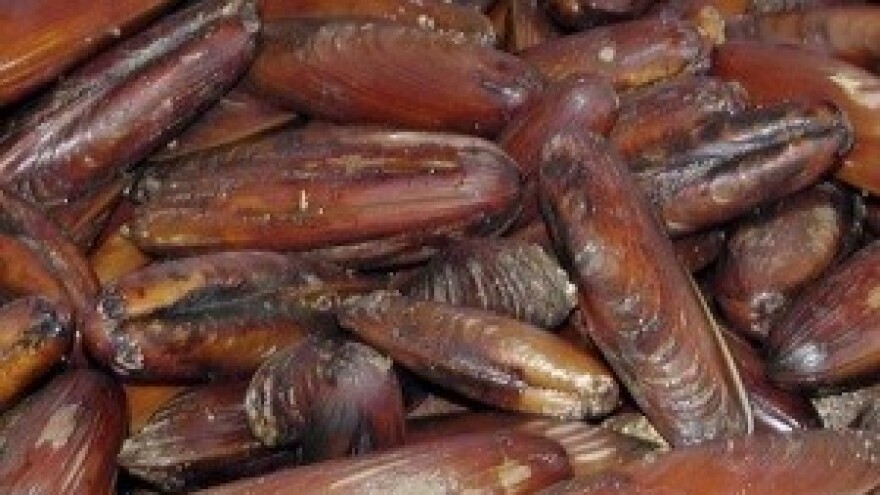 Izlov prstaca na hrvatskoj obali