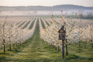 Prva europska sjemenska plantaža divlje trešnje