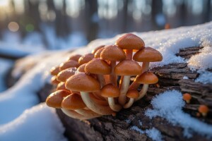 Prva gljiva astronaut