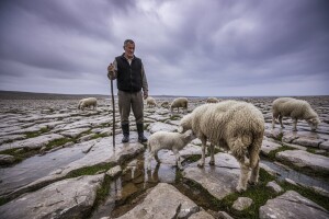 Prva paška janjad već posisala kolostrum