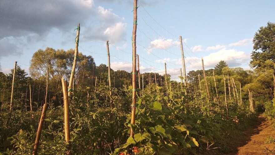 Za urbane baštovane "Gradske bašte" obezbjeđene nove površine zemljišta