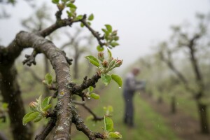 Prva zaštita jabuke od važnih uzročnika bolesti