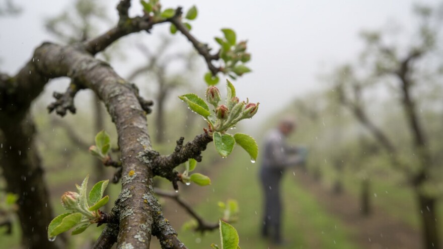 Prva zaštita jabuke od važnih uzročnika bolesti