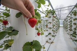 Prve Božićne jagode