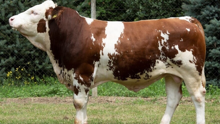 Povijesni hrvatski uspjeh - Mozzila bikovski otac u najjačem svjetskom uzgoju simentalca