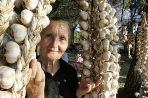 Poticaj proizvodnji češnjaka u Hrvatskoj
