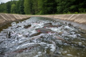 Prvi i jedini u Slavoniji u uzgoju pastrve