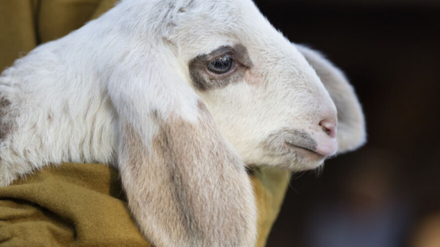 1. maj - prilika za uzgajivače janjadi