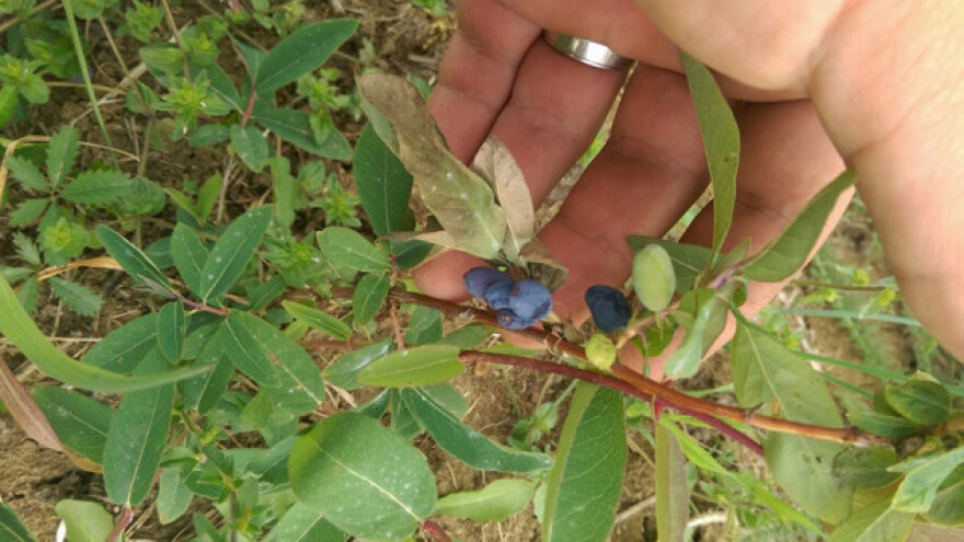 Jako puno dobre volje, upornost i motika!