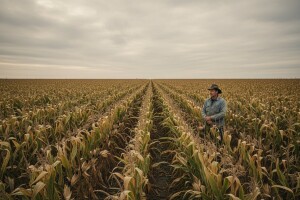 Prvi put manje površina pod GMO usjevima
