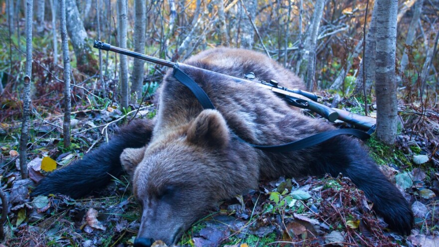 Prvi put u historiji: Trofej medvjeda iz BiH izvezen uz CITES dozvolu