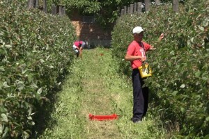 Malina: Dobra sezona, a šta kad dođe do pada cijene na svjetskom tržištu?