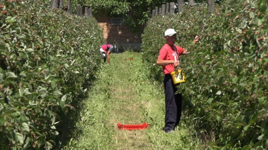 Malina: Dobra sezona, a šta kad dođe do pada cijene na svjetskom tržištu?
