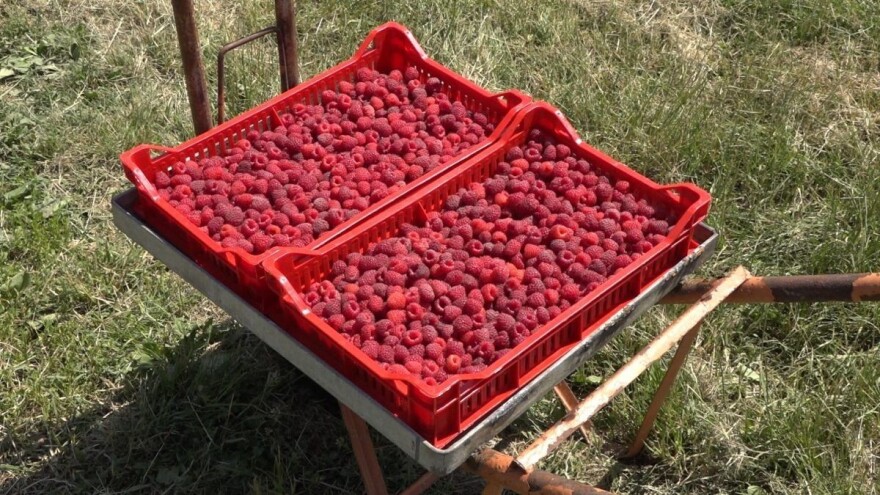 Grad nije jedini problem u okolini Arilja - lopovi u crnom BMV-u ukrali maline