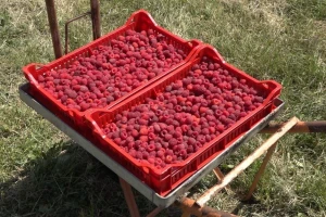Prvi rod maline otkupljuje se po ceni od 350 dinara?