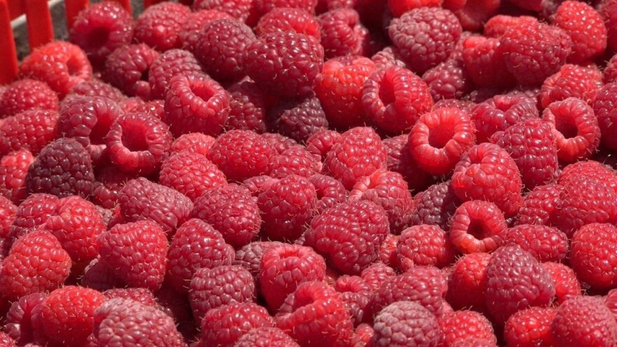 Malina: 6,82 KM/kg za sortu miker, do kojeg iznosa će cijene rasti?