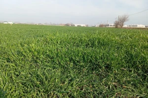 Prvi terminski ugovor za ovogodišnju pšenicu - 19 din/kg bez PDV-a