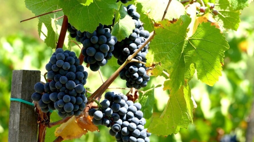 Momak nosi voljenoj "u marami grožđa", a devojka "bere - bira tamjaniku"