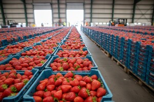 Prvih osam tona jagoda izvezeno u EU
