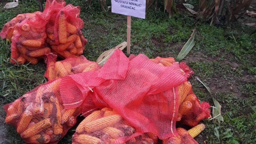 Omladina će ponovo osjetiti slast ručne berbe kukuruza - nagrade za najbrže