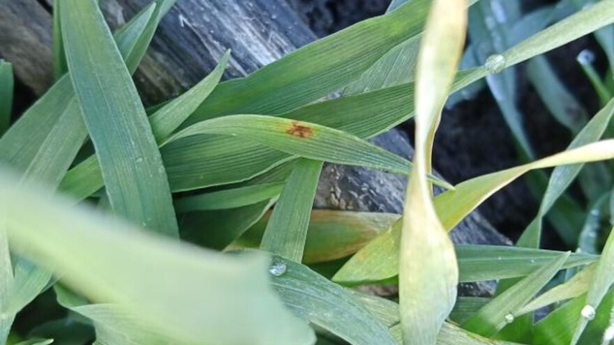 Prekontrolišite ozime usjeve - moguće su pojave bolesti biljaka