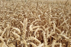 Mjera 17: Za osiguranje usjeva, životinja i biljaka na raspolaganju 140 milijuna kuna