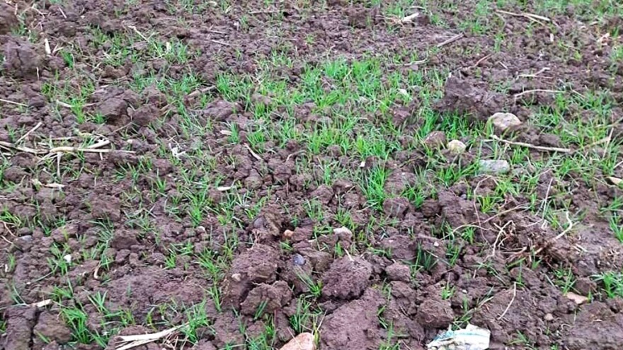 Padavine za neujednačenost nicanja, a prihrana za siguran prinos žita