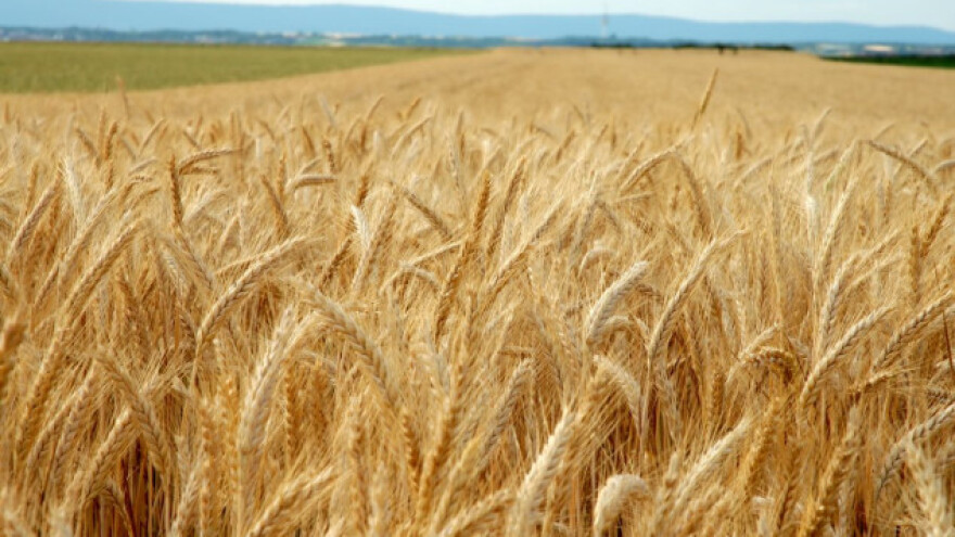 O pravilniku, profitu i setvi žita