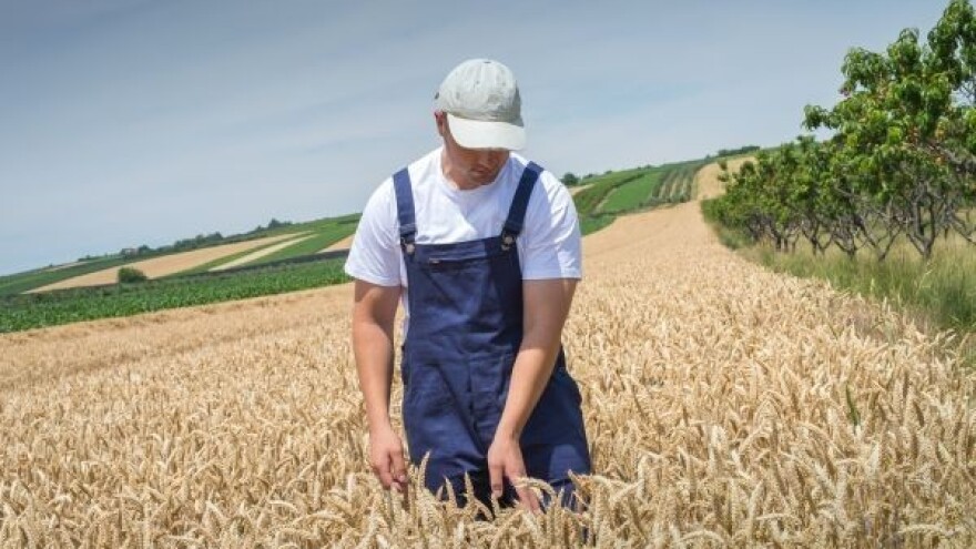 Ponovo loše prognoze za pšenicu!