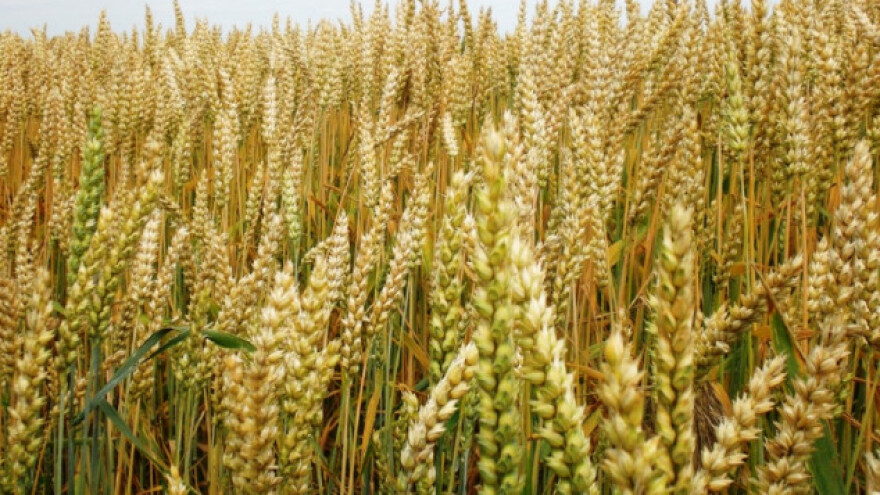 Rusija rekorder u proizvodnji žitarica