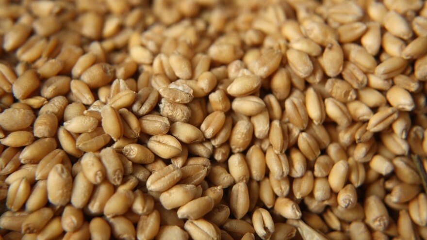 Direkcija za robne rezerve kupuje pšenicu!