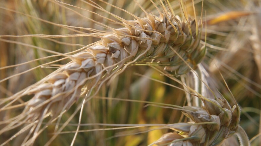 Nemaju dovoljno kombajna pa trećina pšenice još nije požnjevena